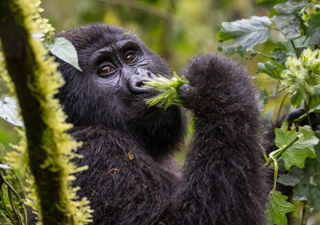 5 itinerary ideas for 6 days Rwanda gorilla trekking safari tour 